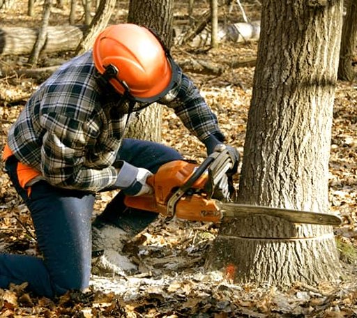 Tree Removal in Peckville, PA